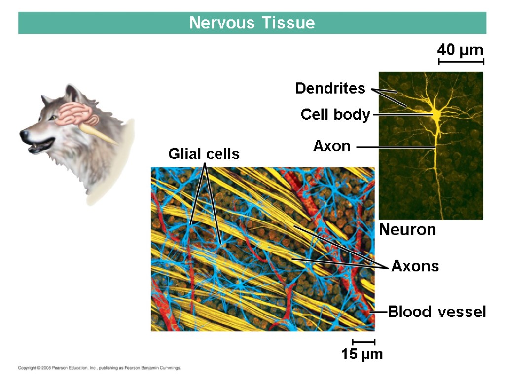 Glial cells Nervous Tissue 15 µm Dendrites Cell body Axon Neuron Axons Blood vessel